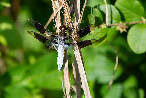 Common whitetail skimmer dragonfly, Occoquan NWR