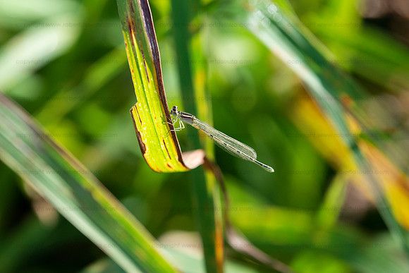 Double striped bluet damselfly, Occoquan NWR