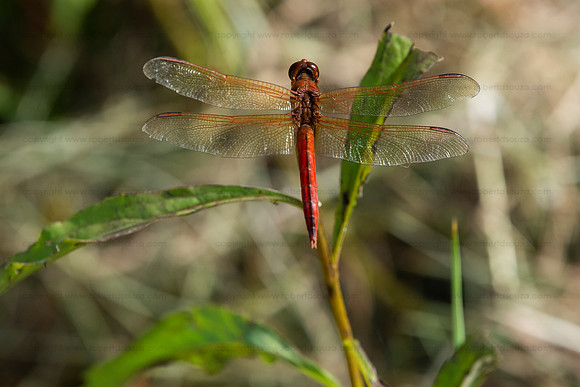 Autumn meadowhawk dragonfly, Occoquan NWR