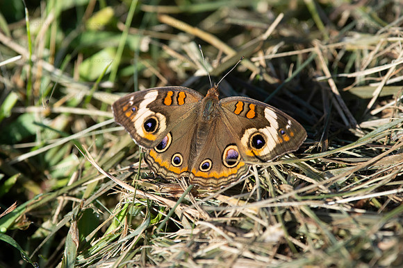 Common buckeye butterfly, Occoquan NWR
