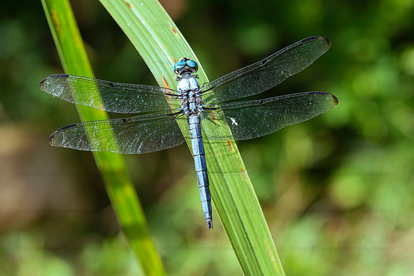 Great blue skimmer dragonfly, Occoquan NWR