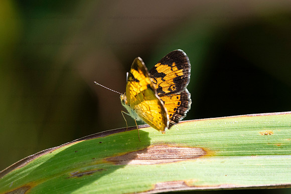 Pearl crescent butterfly, Occoquan NWR