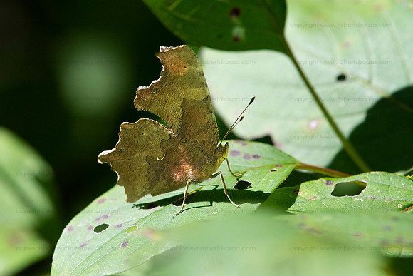 Comma butterfly, Occoquan NWR