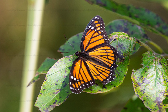 Viceroy butterfly, Occoquan NWR