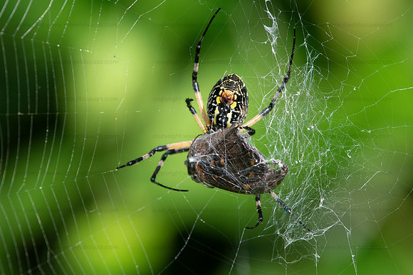 Yellow garden spider wrapping up a butterfly in silk, Occoquan NWR