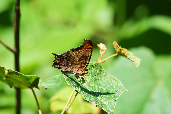 Question mark butterfly, Occoquan NWR
