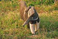 Giant Anteater with baby on back, Poconé