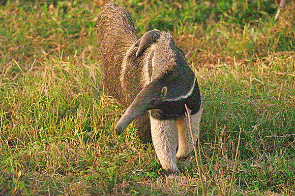 Giant Anteater with baby on back, Poconé