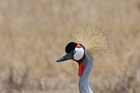 Crowned crane, Ngorongoro crater