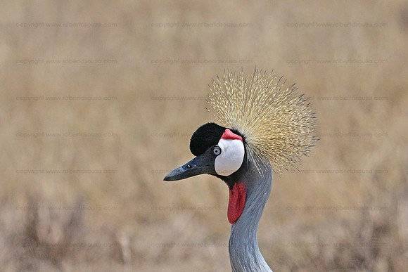 Crowned crane, Ngorongoro crater