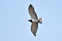 Black-chested snake-eagle in flight, Ngorongoro crater