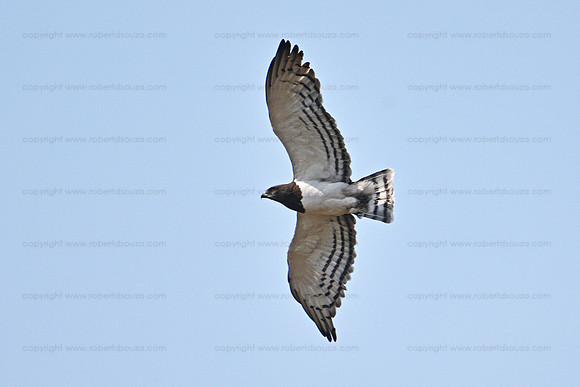 Black-chested snake-eagle in flight, Ngorongoro crater
