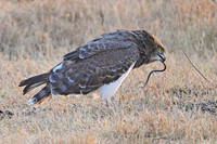 Black-chested snake eagle soon after catching its prey, 1 of 2, Ngorongoro crater