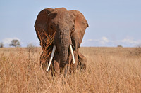 Large tusker, Tarangere NP