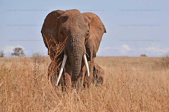 Large tusker, Tarangere NP