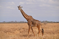 Masai giraffe, Tarangere NP