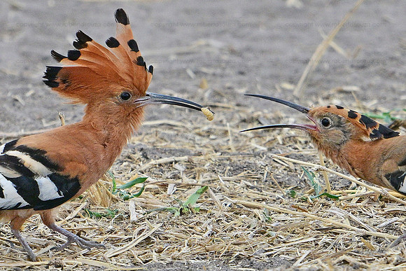 Two Hoopoes fighting over a worm, Tarangere NP