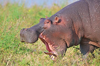 Hippo in an aggressive mood, Ngorongoro crater