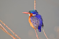 Malachite kingfisher, Ngorongoro crater
