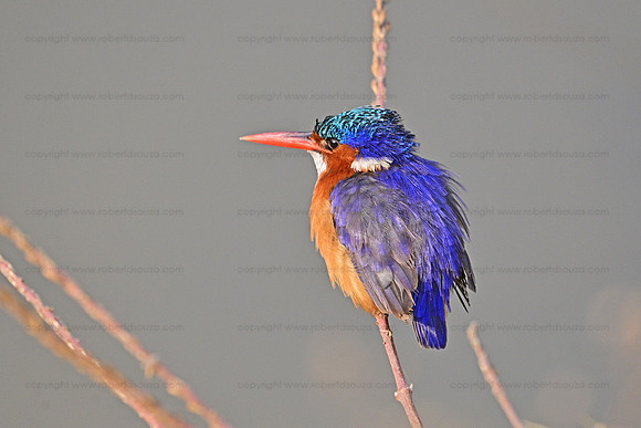 Malachite kingfisher, Ngorongoro crater