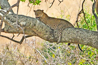 Leopard resting on a tree, Tarangere NP