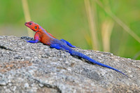 Red-headed rock agama lizard, Tarangere NP