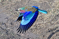 Lilac-breasted roller in flight, Serengeti NP