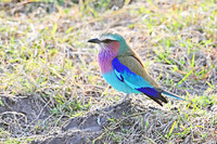 Lilac-breasted roller, Serengeti NP