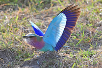 Lilac-breasted roller courtship display 1 of 3, Serengeti NP