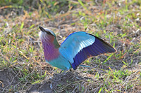 Lilac-breasted roller courtship display 2 of 3, Serengeti NP
