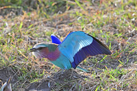 Lilac-breasted roller courtship display 3 of 3, Serengeti NP