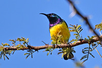 Variable sunbird, Ngorongoro crater