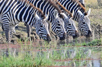 Tanzania