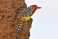 Red and Yellow barbet, Tarangere NP