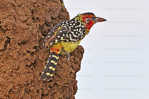 Red and Yellow barbet, Tarangere NP