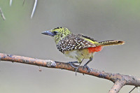 D'Arnaud's barbet, Serengeti NP