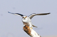 Black-shouldered Kite, Serengeti NP