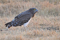 Black-chested snake eagle finishing its prey, 2 of 2, Ngorongoro crater