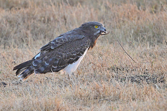 Black-chested snake eagle finishing its prey, 2 of 2, Ngorongoro crater