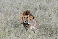 Lion couple portrait, Serengeti NP