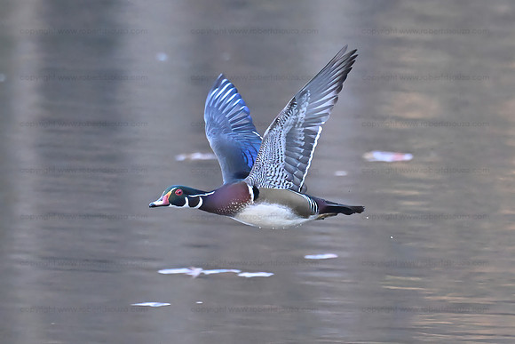 Wood duck male in flight, Royal Lake, Fairfax