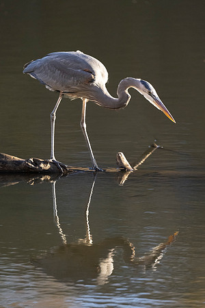 Great blue heron fishing, Royal Lake, Fairfax