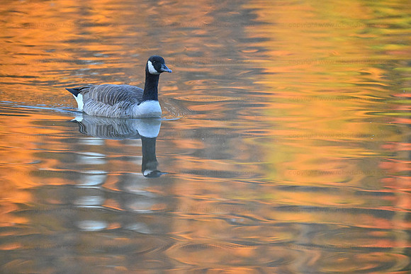 Canada goose with a Fall background, Royal Lake, Fairfax