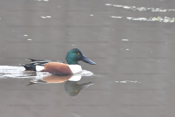 Shoveller, Occoquan NWR