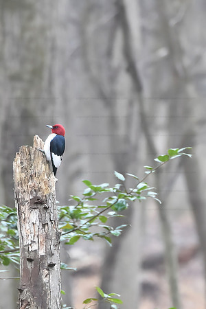 Red-headed woodpecker, Occoquan NWR
