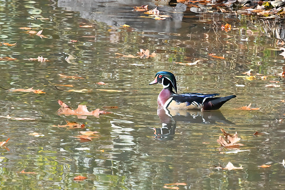 Wood duck male, Royal Lake, Fairfax