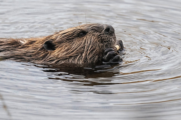 Beaver feeding, Royal Lake, Fairfax