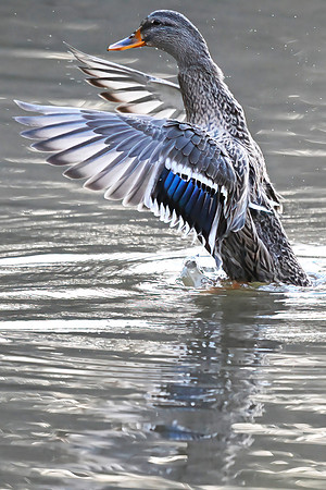 Mallard duck female, Royal Lake, Fairfax