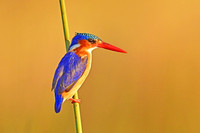 Malachite kingfisher, Okavango Delta, Botswana