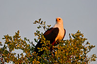 African fish eagle, Kapama, South Africa